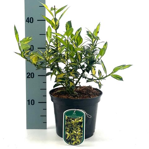 Ilex aquifolium 'Myrtifolia Aurea Maculata'