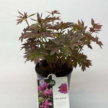 Paeonia 'First Arrival'