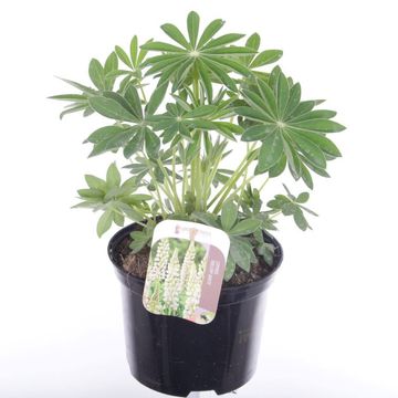Lupinus 'Gallery White'