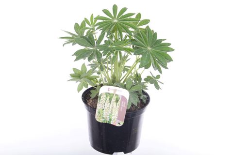 Lupinus 'Gallery White'