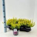 Calluna vulgaris GARDEN GIRLS ZETA