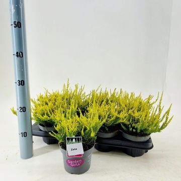 Calluna vulgaris GARDEN GIRLS ZETA