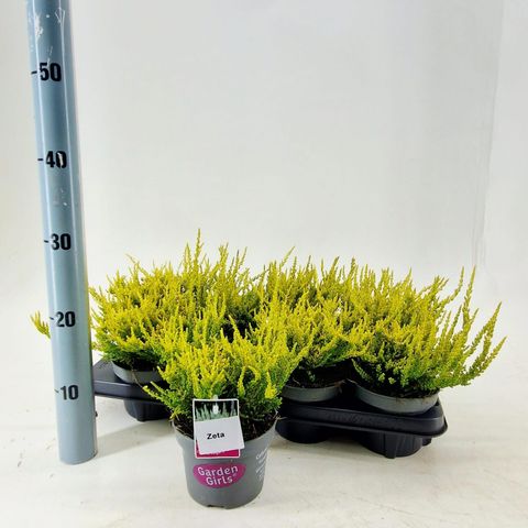 Calluna vulgaris GARDEN GIRLS ZETA