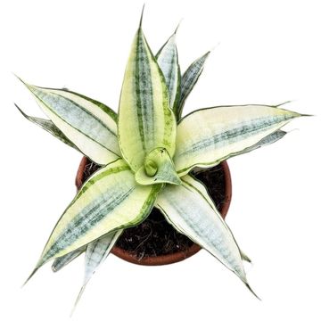 Sansevieria 'Gabriella Variegata'
