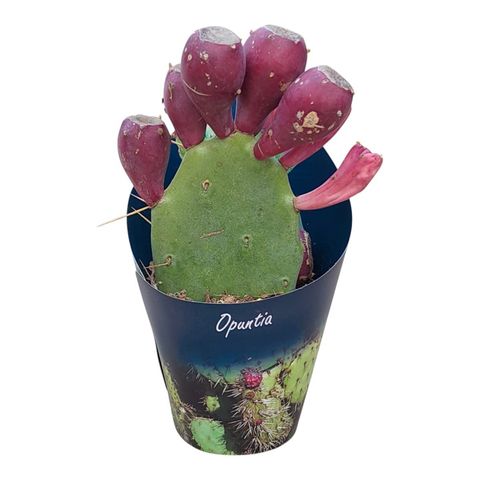 Opuntia vulgaris