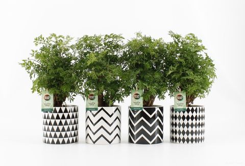 Polyscias 'Hawaiian Ming'