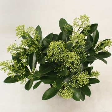 Skimmia japonica 'Finchy'