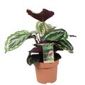 Calathea 'Medallion'