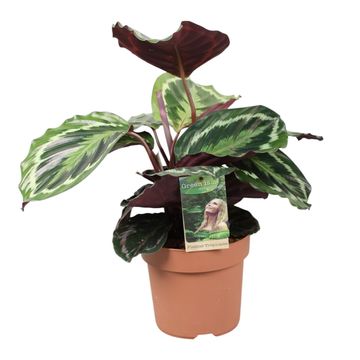 Calathea 'Medallion'