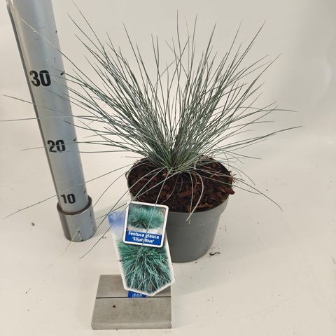 Festuca glauca 'Elijah Blue'