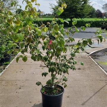 Cornus kousa 'Teutonia'