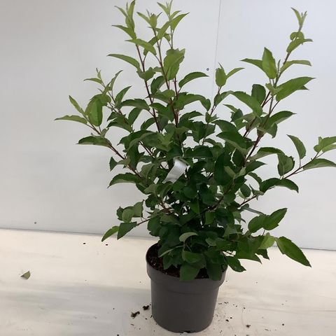 Malus 'Red Sentinel'