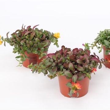 Portulaca umbraticola MIX