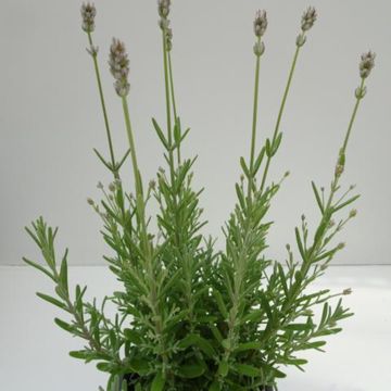 Lavandula angustifolia 'White Scent Early'