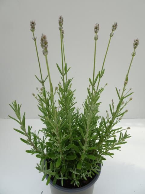 Lavandula angustifolia 'White Scent Early'