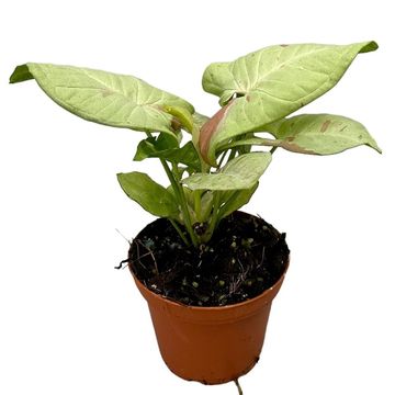 Syngonium MILK CONFETTI