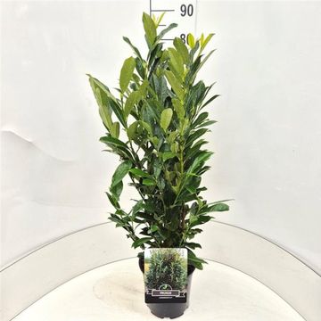 Prunus laurocerasus ELLY