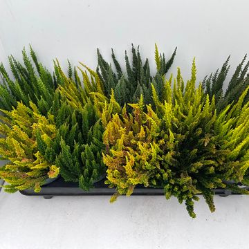 Calluna vulgaris SKYLINE MIX