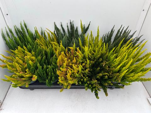 Calluna vulgaris SKYLINE MIX