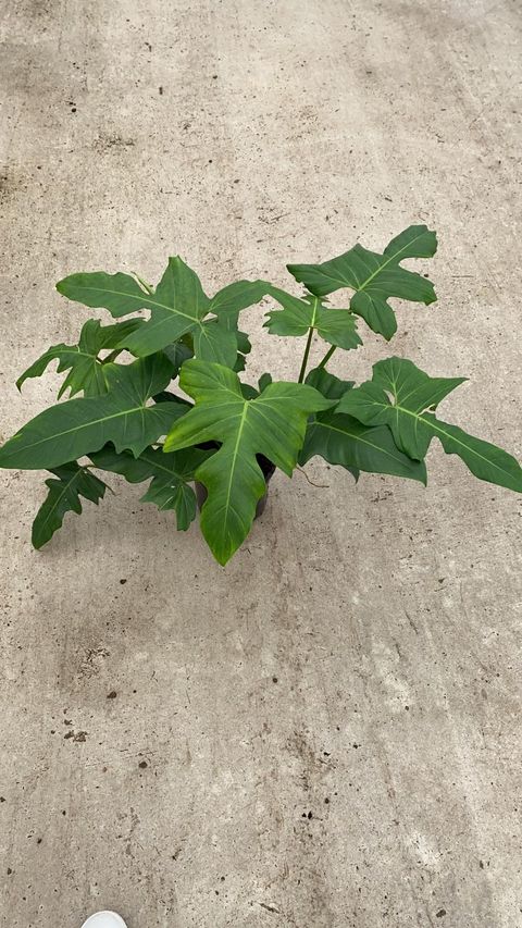 Philodendron 'Green Dragon'