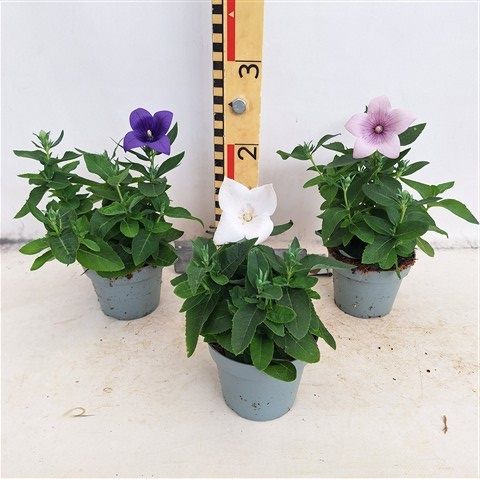 Platycodon grandiflorus MIX