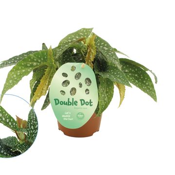 Begonia 'Double Dot'