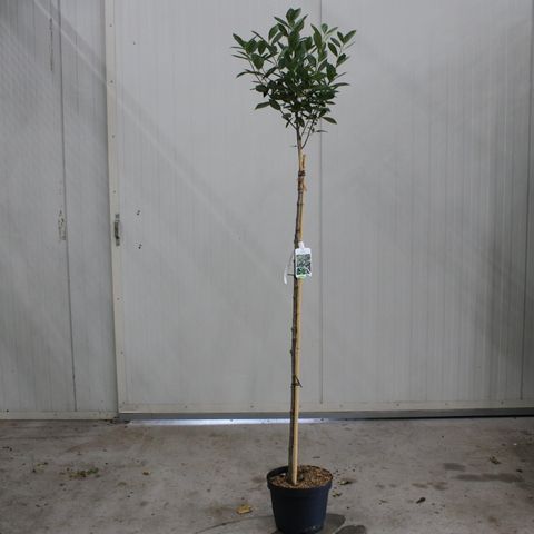 Aronia melanocarpa 'Hugin'