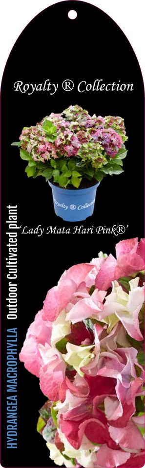 Hydrangea macrophylla ROYALTY COLLECTION LADY MATA HARI