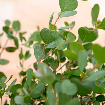 Eucalyptus websteriana 'Botanic Hearts'