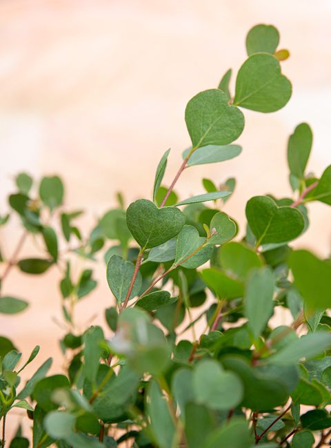 Eucalyptus websteriana 'Botanic Hearts'