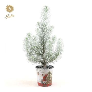 Pinus pinea 'Silver Crest'