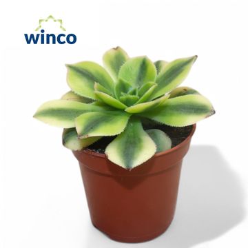 Aeonium 'Starburst'