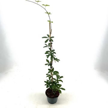 Akebia quinata 'Alba'