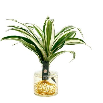 Аранжування Dracaena