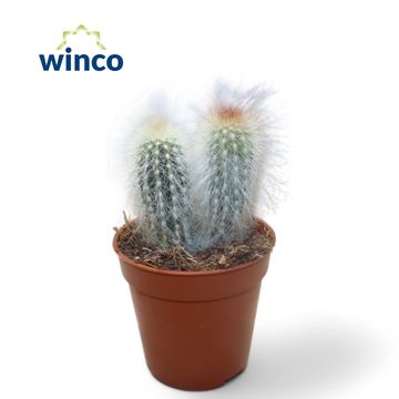 Cleistocactus straussii