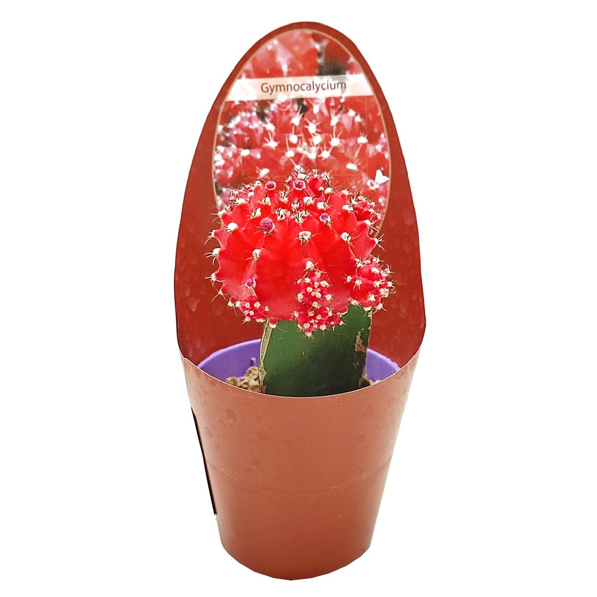 gymnocalycium-mihanovichii-plant-wholesale-floraccess