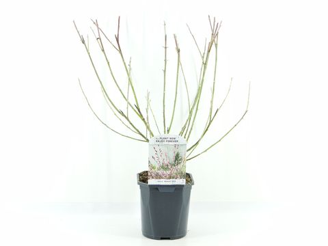 Ива gracilistyla 'Mt. Aso'