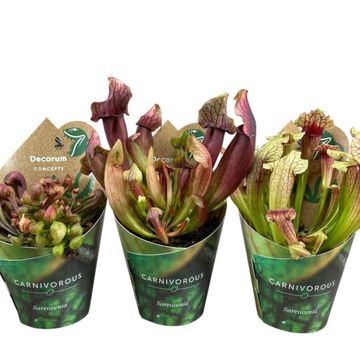 Sarracenia MIX