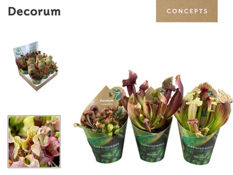 Sarracenia MIX
