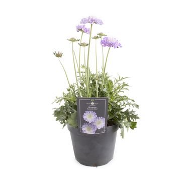 Scabiosa columbaria 'Butterfly Blue'