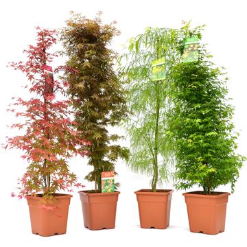 Acer palmatum MIX
