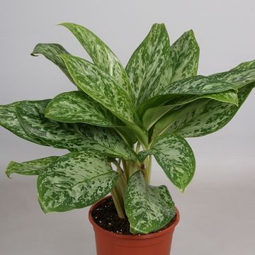 Aglaonema 'Green Lady'