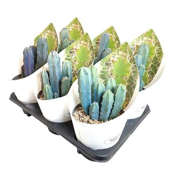 Myrtillocactus geometrizans