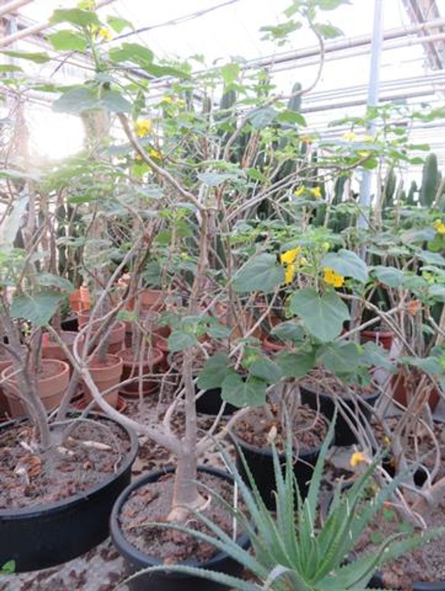 Uncarina decaryi — Plant Wholesale FlorAccess