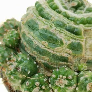 Notocactus werdermannianus mostruosus