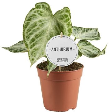 Anthurium 'Super Silver Blush'