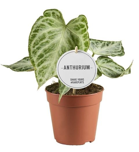Anthurium 'Super Silver Blush'