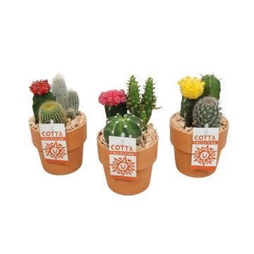 Composizione Cactus