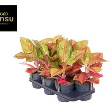 Aglaonema 'Gala Red'