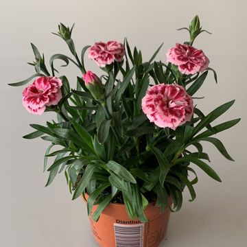 Dianthus OSCAR MIX